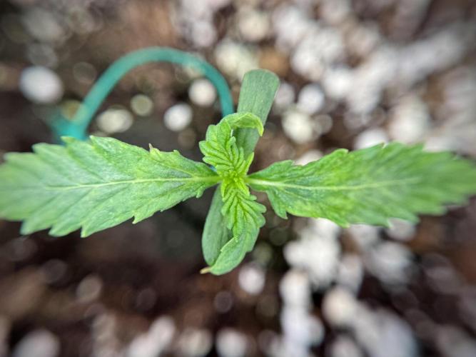 Amnesia Skunk The Zamnesia Way. Week 1 - Amnesia Skunk 1st week 