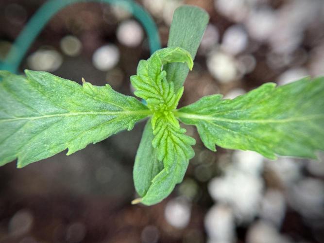 Amnesia Skunk The Zamnesia Way. Week 1 - Amnesia Skunk 1st week 