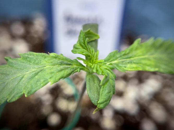 Amnesia Skunk The Zamnesia Way. Week 1 - Amnesia Skunk 1st week 