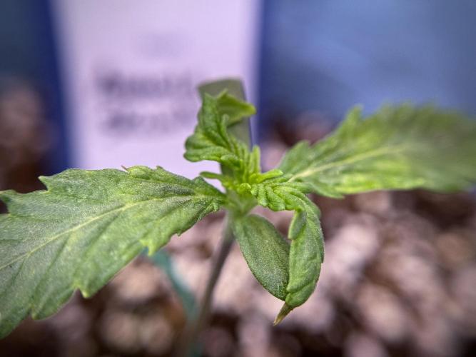 Amnesia Skunk The Zamnesia Way. Week 1 - Amnesia Skunk 1st week 