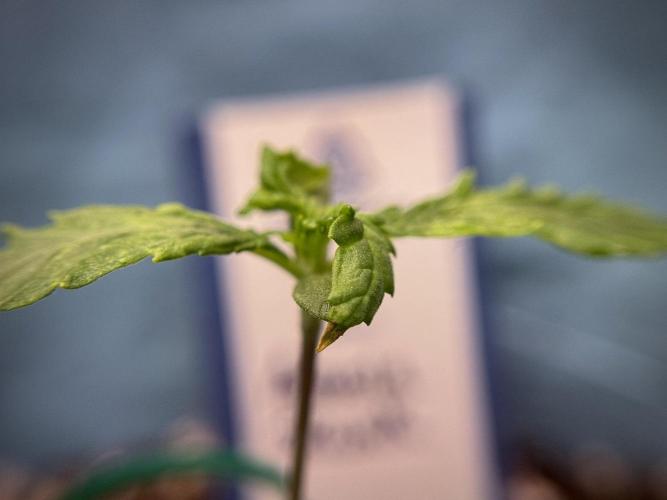 Amnesia Skunk The Zamnesia Way. Week 1 - Amnesia Skunk 1st week 