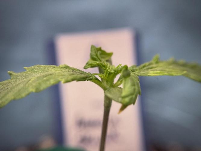 Amnesia Skunk The Zamnesia Way. Week 1 - Amnesia Skunk 1st week 