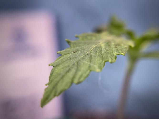 Amnesia Skunk The Zamnesia Way. Week 1 - Amnesia Skunk 1st week 