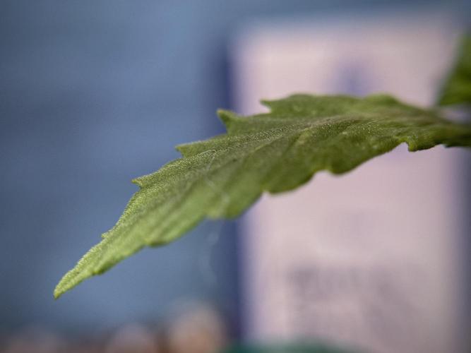 Amnesia Skunk The Zamnesia Way. Week 1 - Amnesia Skunk 1st week 