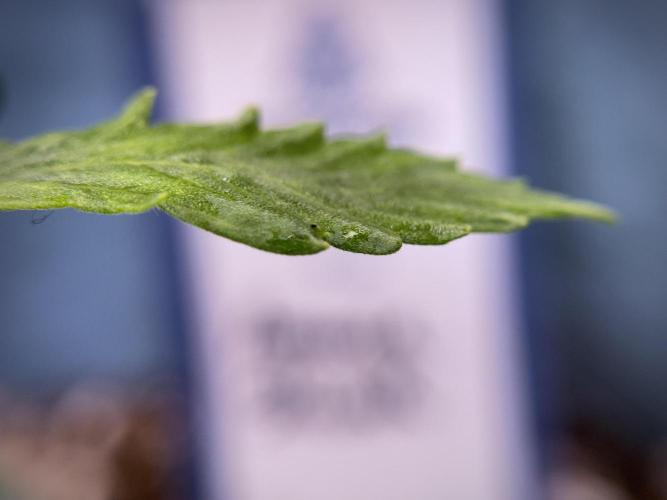 Amnesia Skunk The Zamnesia Way. Week 1 - Amnesia Skunk 1st week 