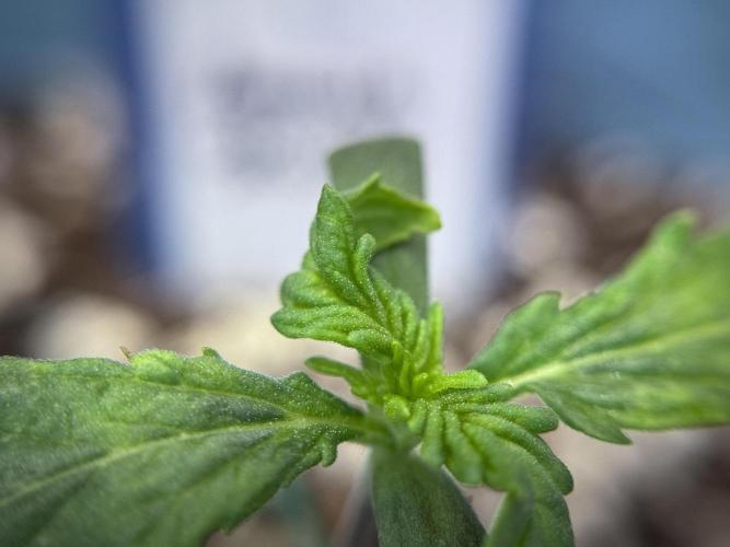 Amnesia Skunk The Zamnesia Way. Week 1 - Amnesia Skunk 1st week 