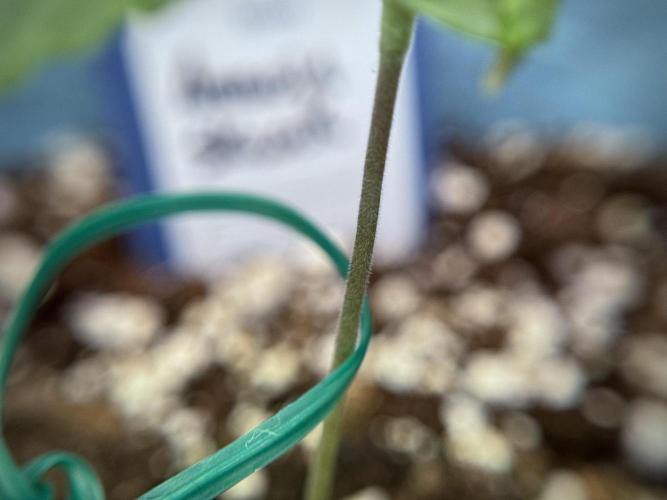 Amnesia Skunk The Zamnesia Way. Week 1 - Amnesia Skunk 1st week 