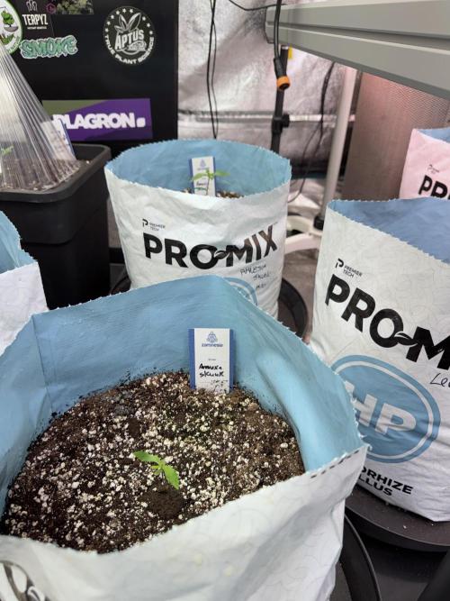 Amnesia Skunk The Zamnesia Way. Week 1 - Amnesia Skunk 1st week 