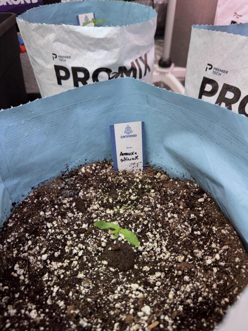 Amnesia Skunk The Zamnesia Way. Week 1 - Amnesia Skunk 1st week 