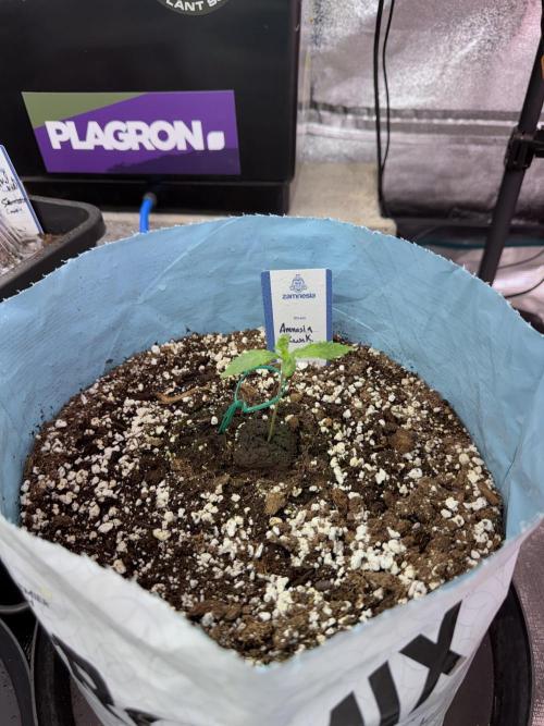 Amnesia Skunk The Zamnesia Way. Week 1 - Amnesia Skunk 1st week 