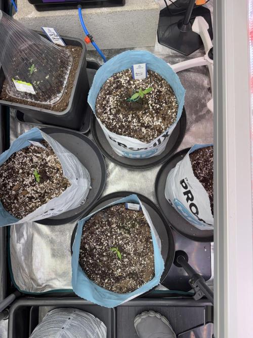 Amnesia Skunk The Zamnesia Way. Week 1 - Amnesia Skunk 1st week 