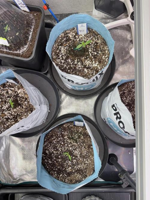 Amnesia Skunk The Zamnesia Way. Week 1 - Amnesia Skunk 1st week 