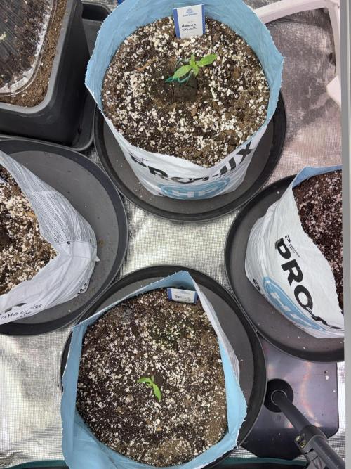 Amnesia Skunk The Zamnesia Way. Week 1 - Amnesia Skunk 1st week 