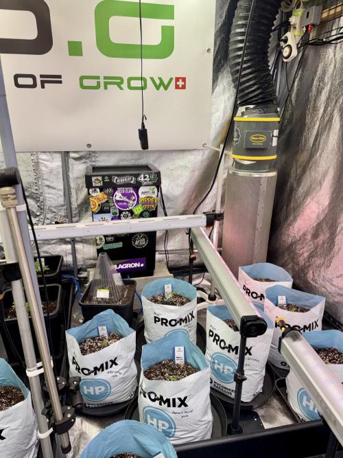 Amnesia Skunk The Zamnesia Way. Week 1 - Amnesia Skunk 1st week 