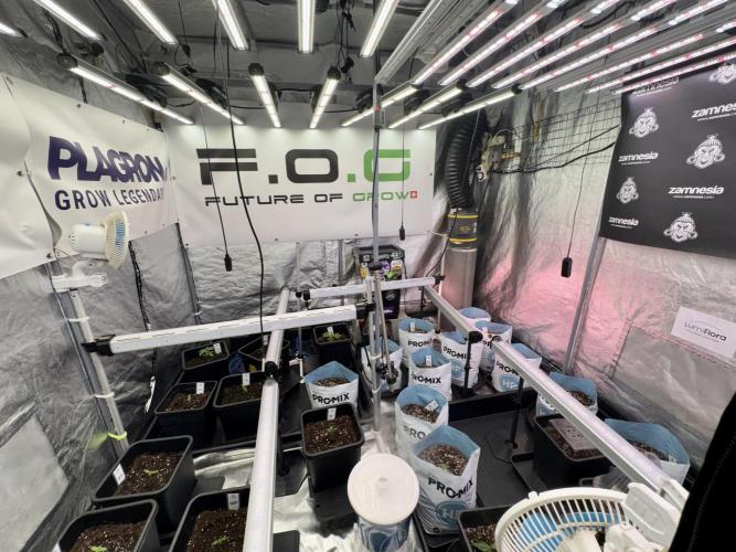 Amnesia Skunk The Zamnesia Way. Week 1 - Amnesia Skunk 1st week 