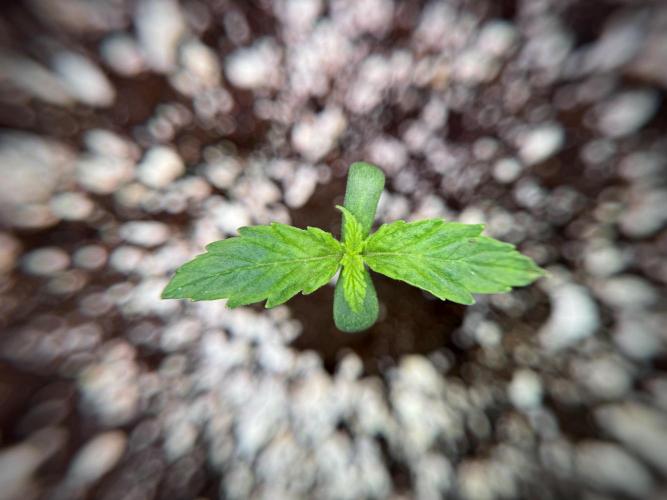 GMO Cookies Served with extra curiosity. Week 1 - GMO Cookies