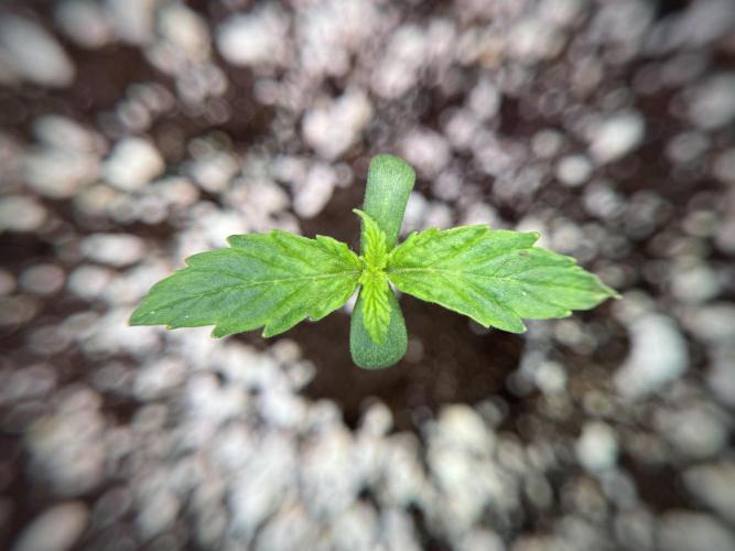 GMO Cookies Served with extra curiosity. Week 1 - GMO Cookies