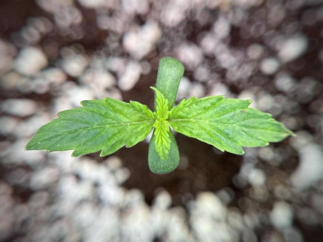 GMO Cookies Served with extra curiosity. Week 1 - GMO Cookies