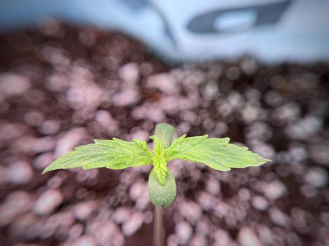 GMO Cookies Served with extra curiosity. Week 1 - GMO Cookies