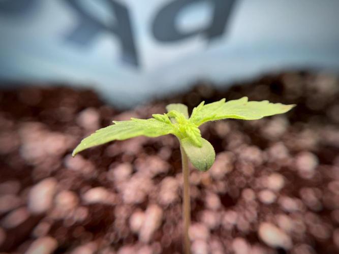 GMO Cookies Served with extra curiosity. Week 1 - GMO Cookies