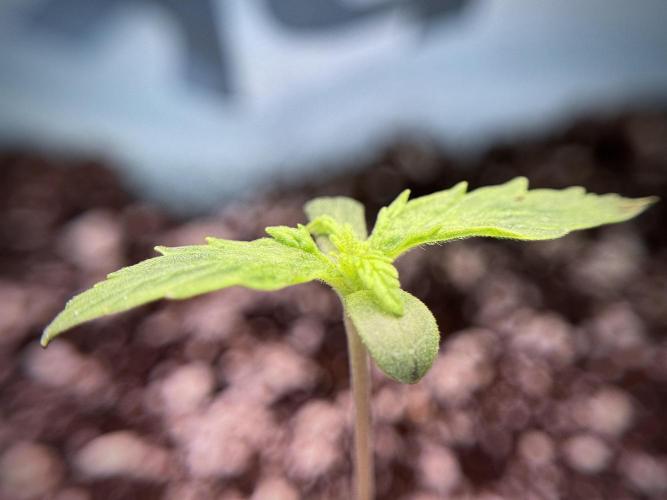 GMO Cookies Served with extra curiosity. Week 1 - GMO Cookies