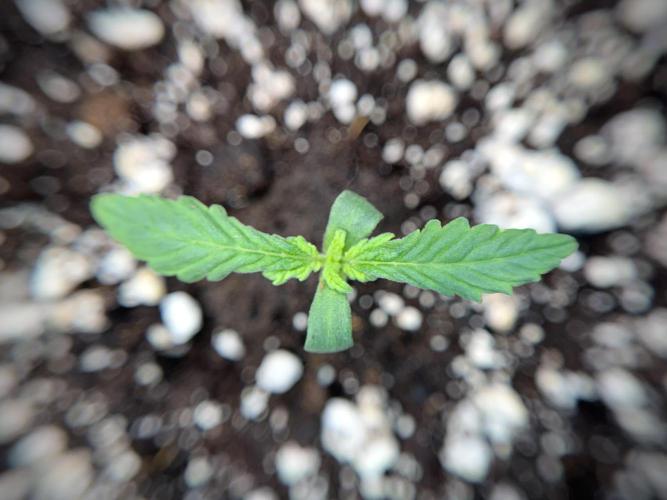 GMO Cookies Served with extra curiosity. Week 1 - GMO Cookies