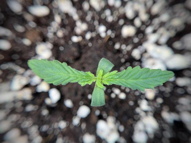 GMO Cookies Served with extra curiosity. Week 1 - GMO Cookies