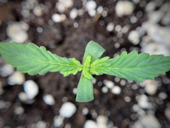 GMO Cookies Served with extra curiosity. Week 1 - GMO Cookies