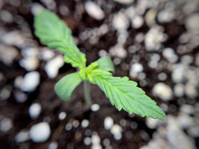 GMO Cookies Served with extra curiosity. Week 1 - GMO Cookies