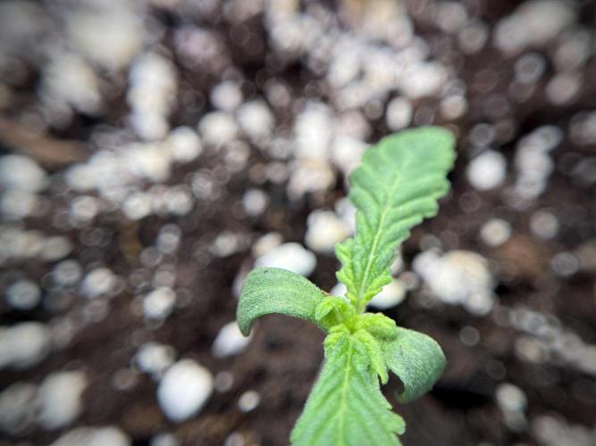 GMO Cookies Served with extra curiosity. Week 1 - GMO Cookies