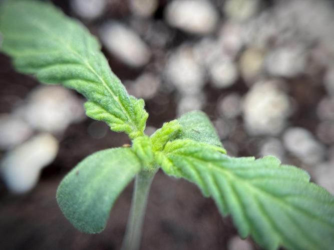 GMO Cookies Served with extra curiosity. Week 1 - GMO Cookies