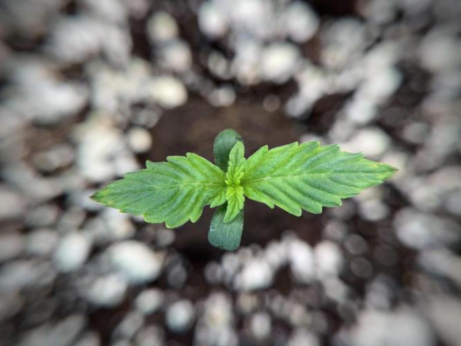 GMO Cookies Served with extra curiosity. Week 1 - GMO Cookies