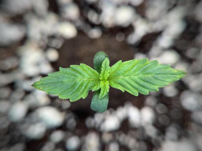 GMO Cookies Served with extra curiosity. Week 1 - GMO Cookies