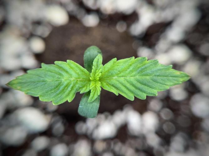 GMO Cookies Served with extra curiosity. Week 1 - GMO Cookies