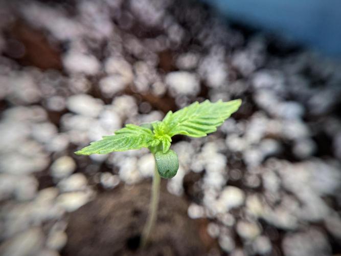 GMO Cookies Served with extra curiosity. Week 1 - GMO Cookies