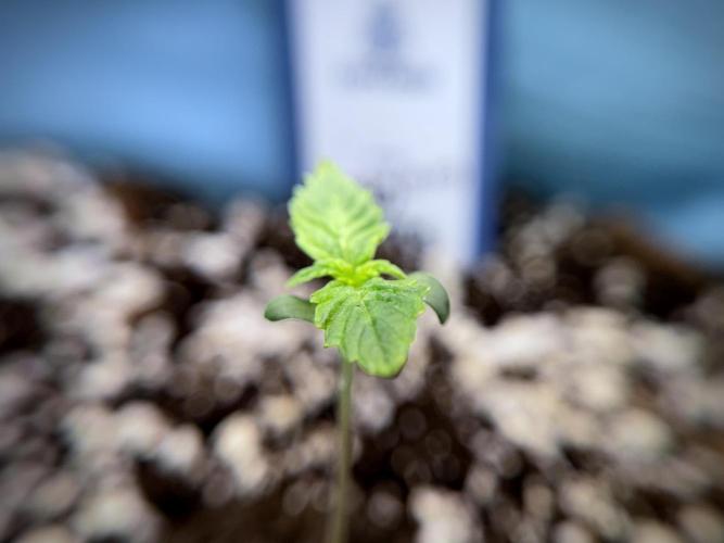 GMO Cookies Served with extra curiosity. Week 1 - GMO Cookies