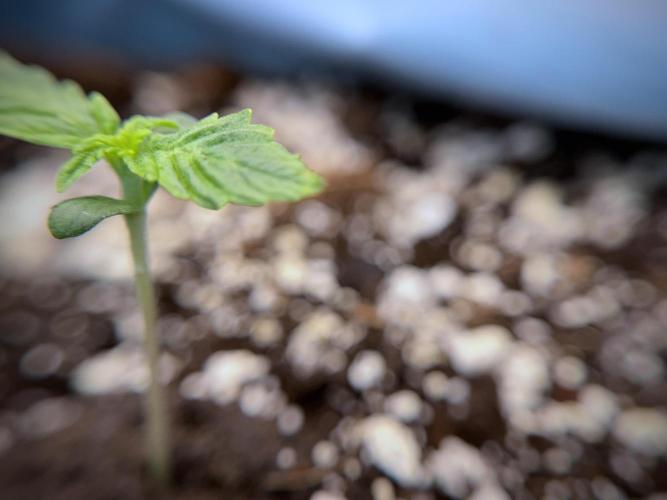 GMO Cookies Served with extra curiosity. Week 1 - GMO Cookies