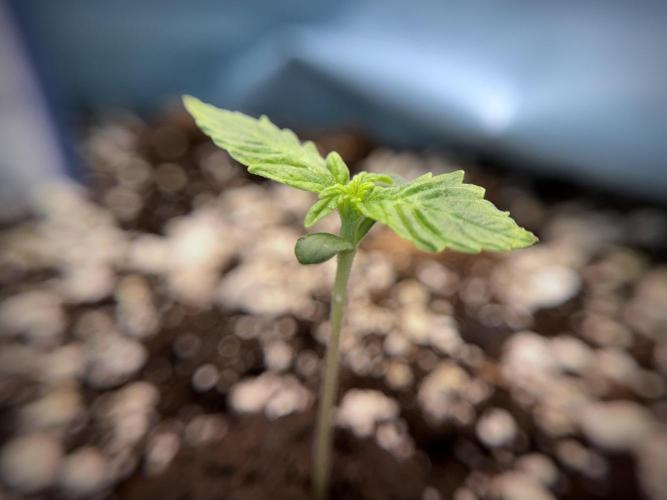 GMO Cookies Served with extra curiosity. Week 1 - GMO Cookies