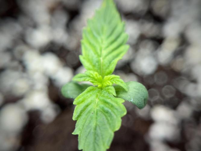 GMO Cookies Served with extra curiosity. Week 1 - GMO Cookies