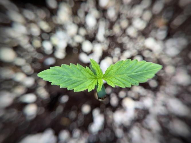 GMO Cookies Served with extra curiosity. Week 1 - GMO Cookies