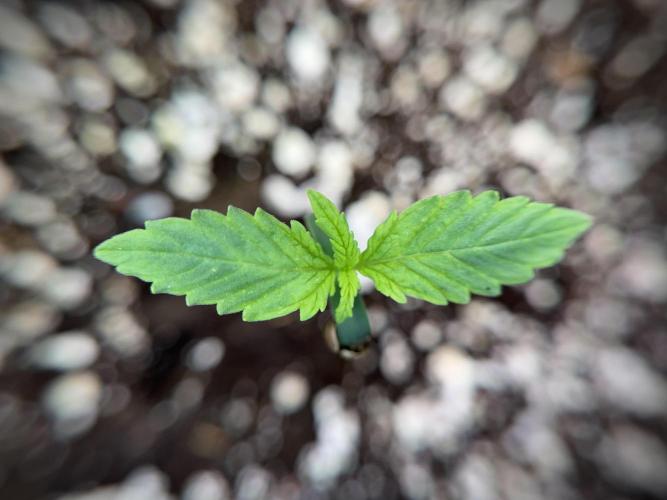 GMO Cookies Served with extra curiosity. Week 1 - GMO Cookies