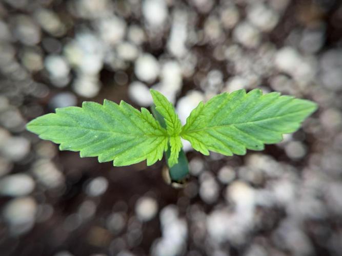 GMO Cookies Served with extra curiosity. Week 1 - GMO Cookies