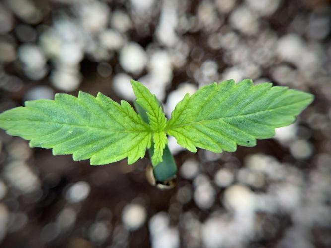 GMO Cookies Served with extra curiosity. Week 1 - GMO Cookies