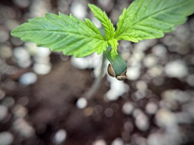 GMO Cookies Served with extra curiosity. Week 1 - GMO Cookies