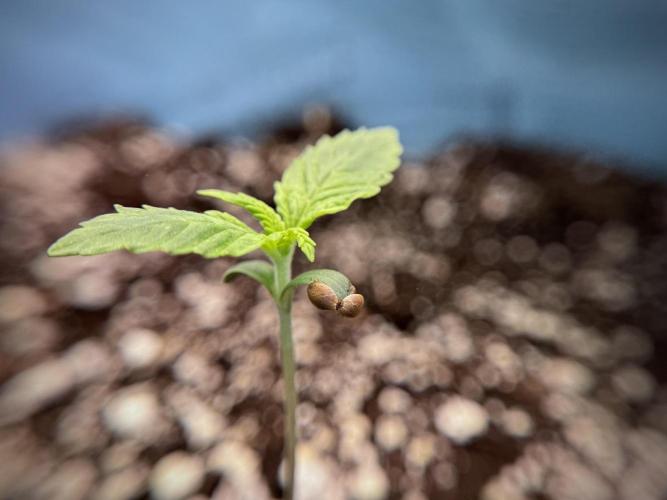 GMO Cookies Served with extra curiosity. Week 1 - GMO Cookies