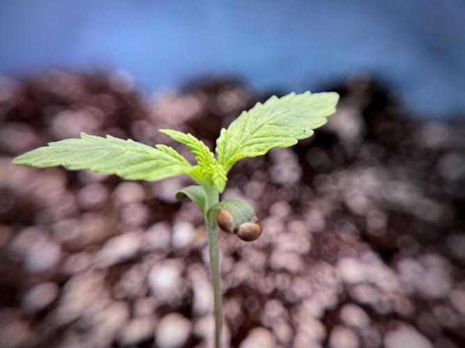GMO Cookies Served with extra curiosity. Week 1 - GMO Cookies