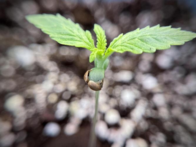 GMO Cookies Served with extra curiosity. Week 1 - GMO Cookies