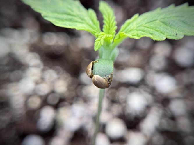 GMO Cookies Served with extra curiosity. Week 1 - GMO Cookies