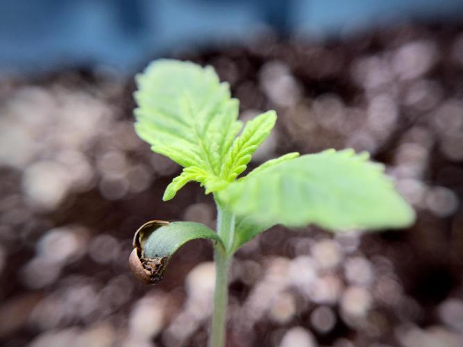 GMO Cookies Served with extra curiosity. Week 1 - GMO Cookies