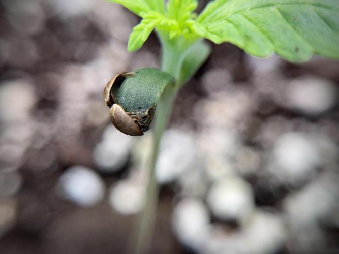 GMO Cookies Served with extra curiosity. Week 1 - GMO Cookies